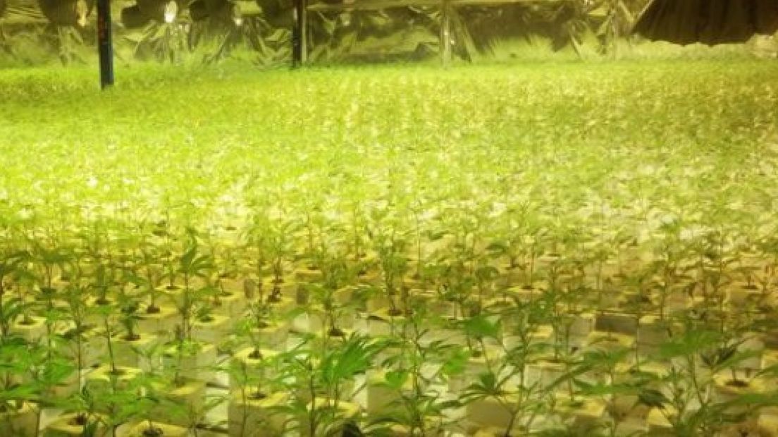 Hennepkwekerij van 33.000 planten in Zaltbommel ontruimd