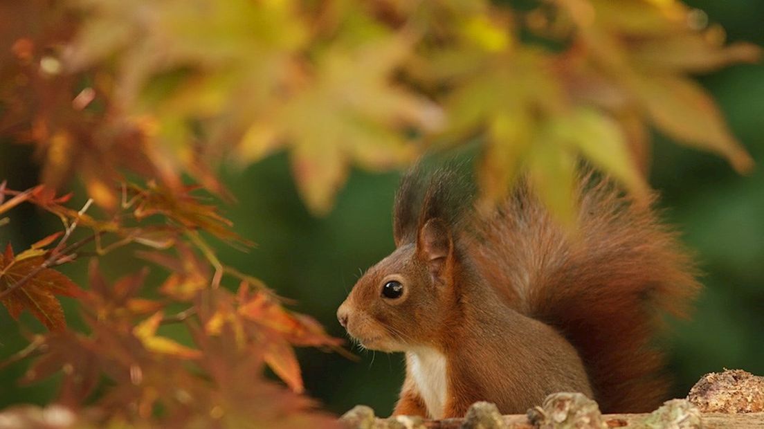 3e prijs wedstrijd 'Mooiste herfstfoto 2014'