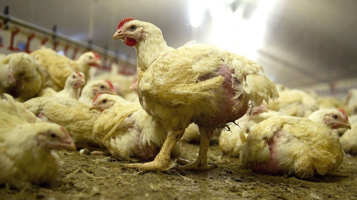 Vogelgriep in Minnertsga: 105.000 vleeskuikens afgemaakt