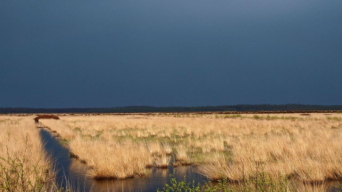 Het Fochteloërveen is één van de laatste hoogveengebieden van Europa (Rechten: Free Nature Images/Hans Dekker)