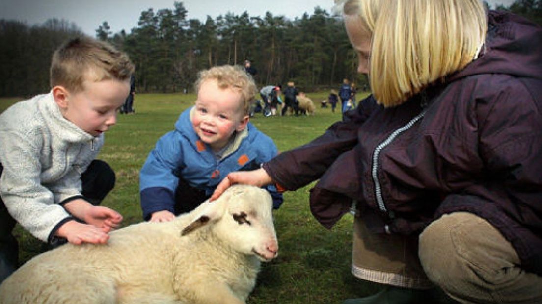 Schaapskudde Ermelo fors uitgebreid