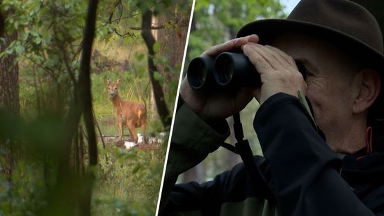 Dauwtrappers oog in oog met wild op Hoge Veluwe