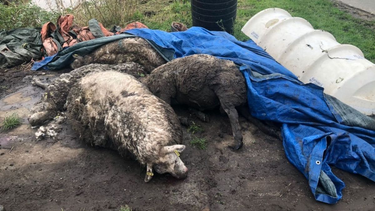 Hond beet negen schapen in Overschild dood, geen wolf