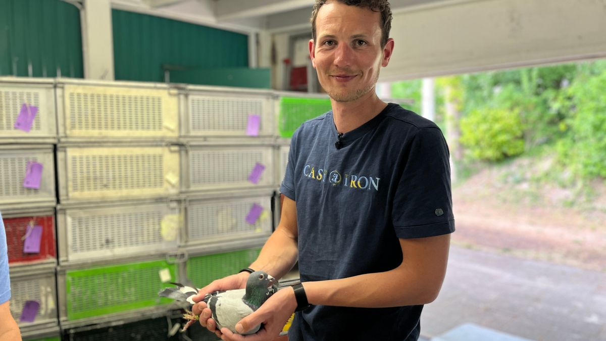 Hoe de gebroeders Dekker alles doen voor hun ultieme duivendroom: Nederlands kampioen worden
