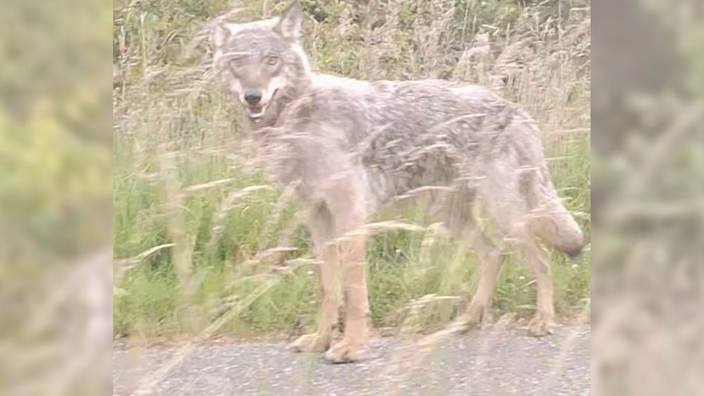 Mogelijk een wolf gezien in woonwijk Wijk bij Duurstede - RTV Utrecht