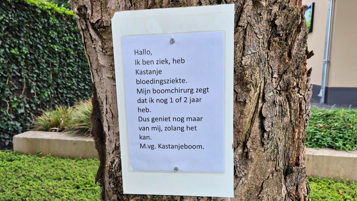 Afscheidsbrief op dikke kastanjeboom: 'Heb nog 1 of 2 jaar'