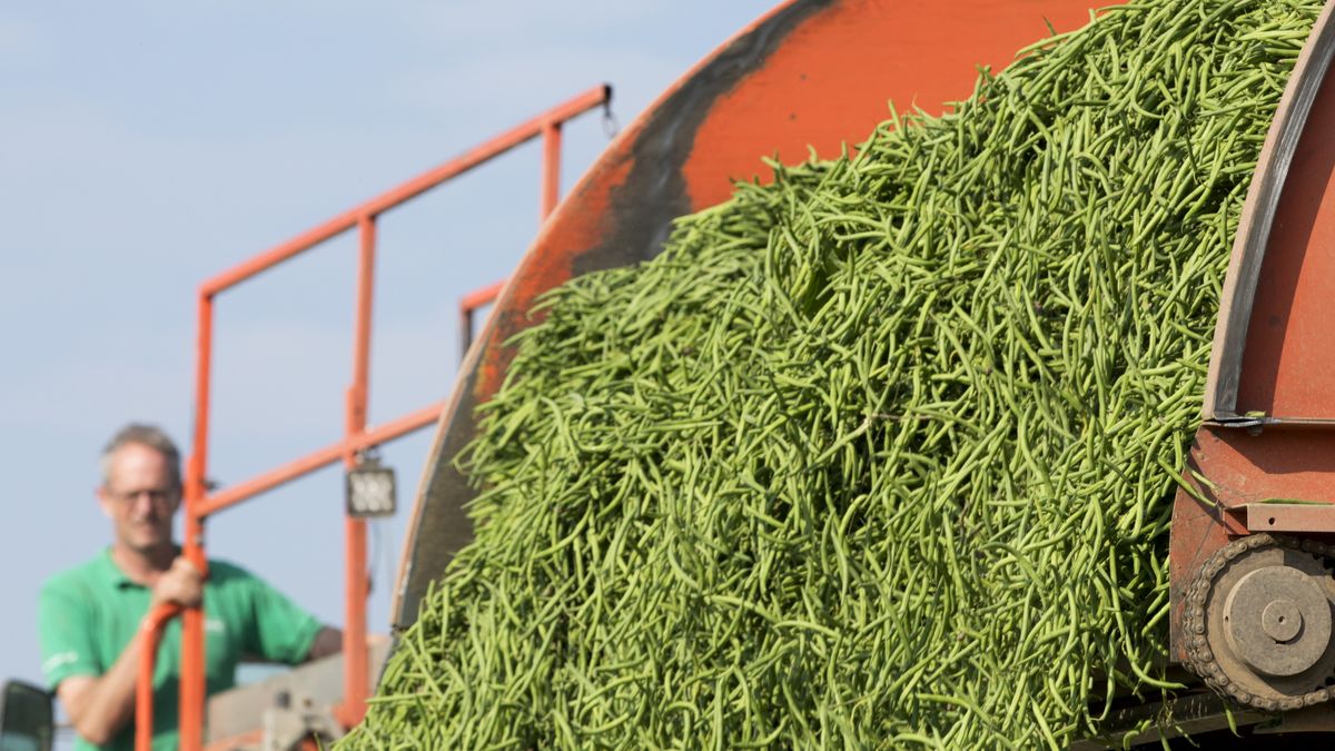 Hoe kijken de bonenboer en de diëtist naar de nieuwe schijf van vijf?