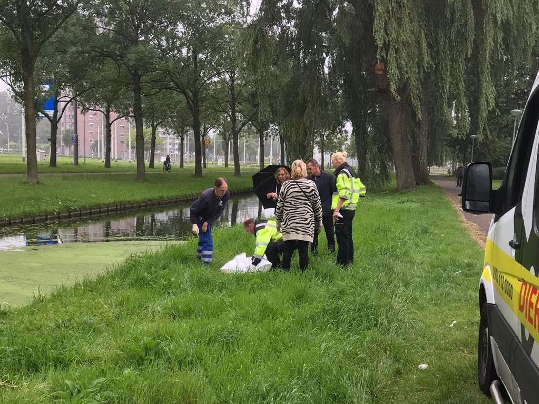 Het poedeltje lag niet ver van de plek waar ze was weggelopen in het water