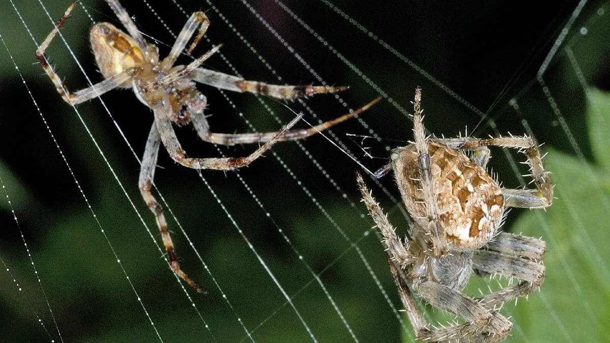 Lekker griezelen en tegelijkertijd bijdragen aan onderzoek naar spinnen