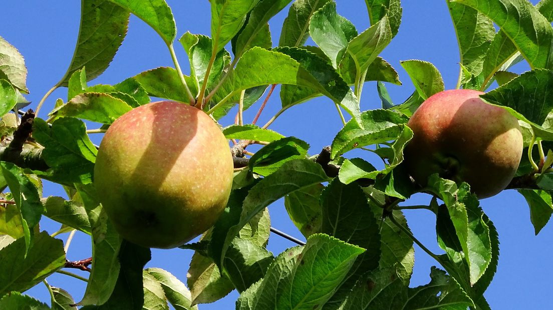 Appeloogst Koudekerke