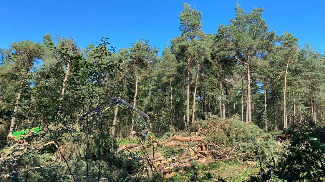 Bomenkap Sallandse Heuvelrug