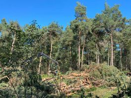 Kappen van 55 hectare bos op Sallandse Heuvelrug blijft doorgaan, ondanks bezwaar natuurorganisatie