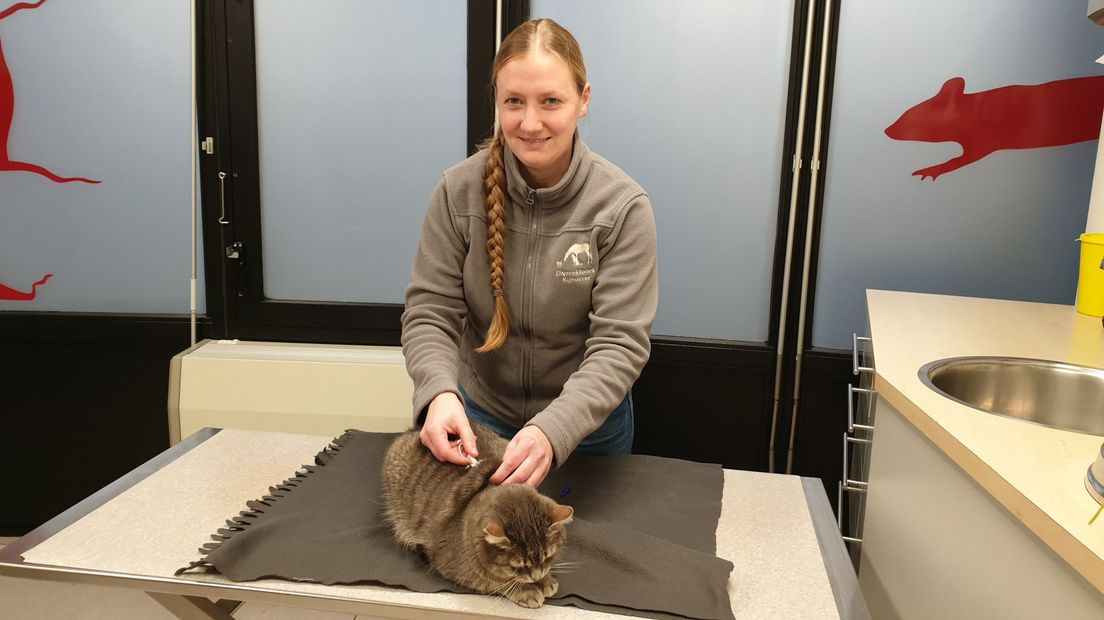 Karin Seegers van dierenkliniek Rijnoever demonstreert het inbrengen van een kattenchip