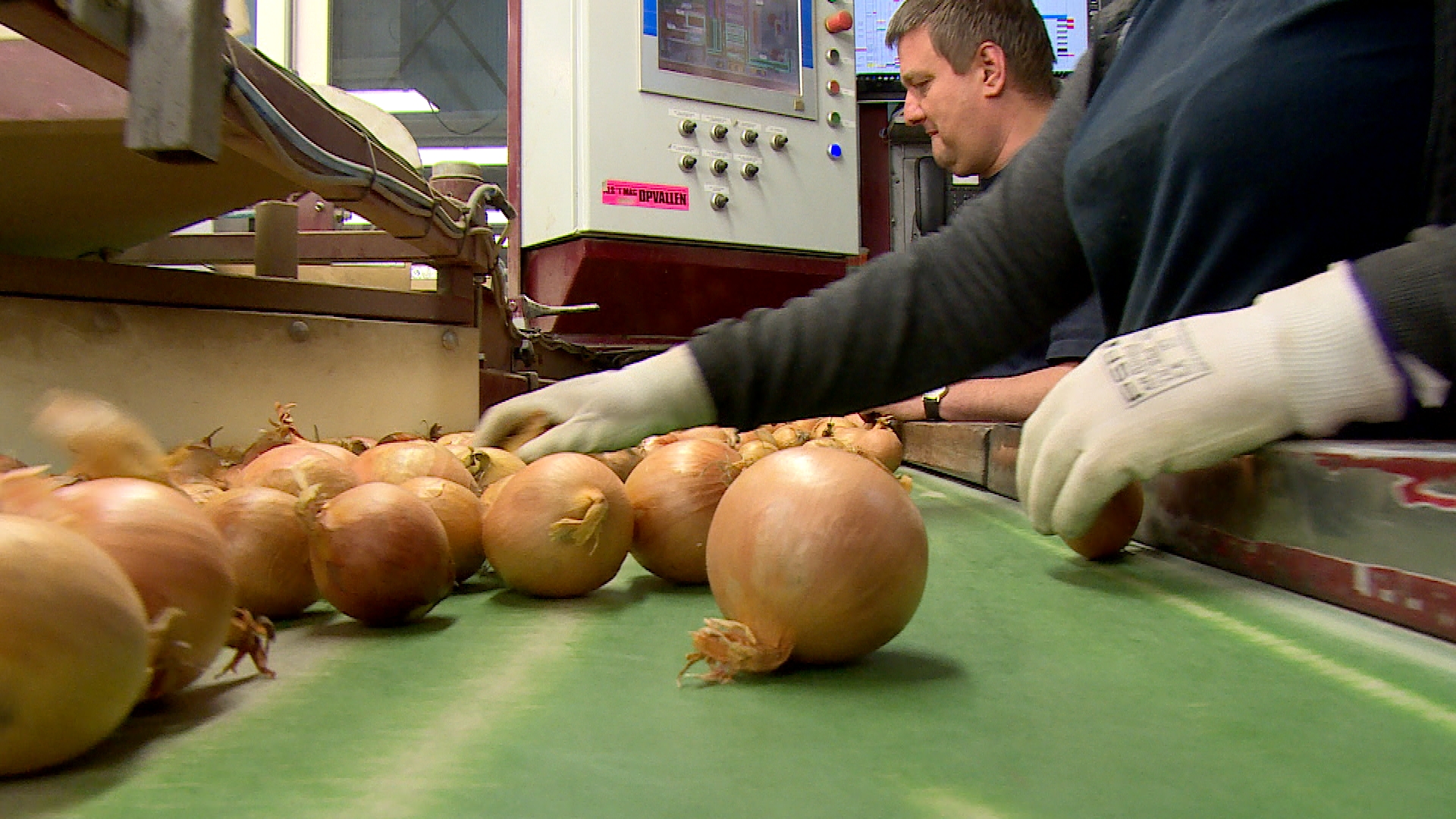 Na jarenlange daling toch weer iets grotere uienoogst - hoe kan dat?