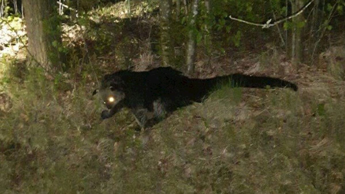De Kallenkotese beermarter is gevonden! En wel in Wapserveen