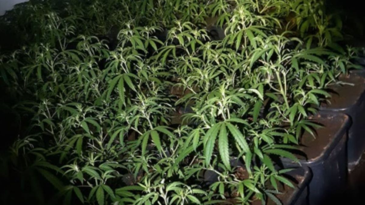 Wietplantage met 299 planten ontdekt in Montfort
