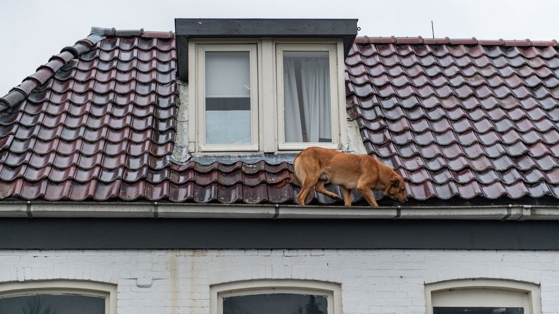 Een hond snuffelt rond in een dakgoot in Hoogezand.