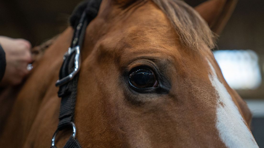 Een close-up van een paard
