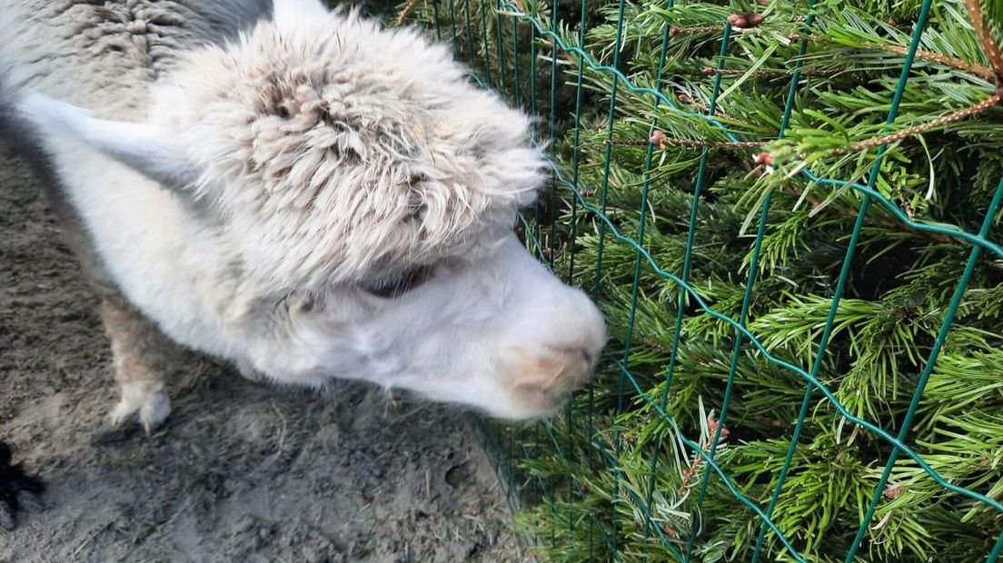 De dieren eten vooral de naalden van de kerstbomen