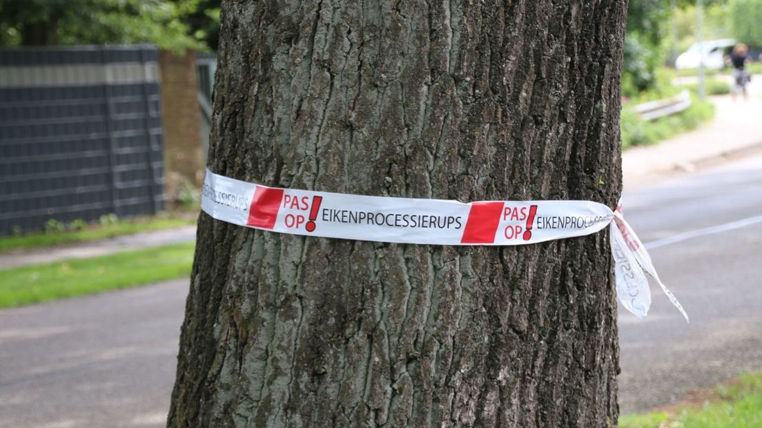 Bomen waarin de eikenprocessierups is aangetroffen zijn voorzien van een waarschuwingslint.