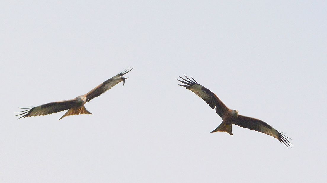 Twee rode wouwen in volle vlucht (Rechten: Geert Drogt)