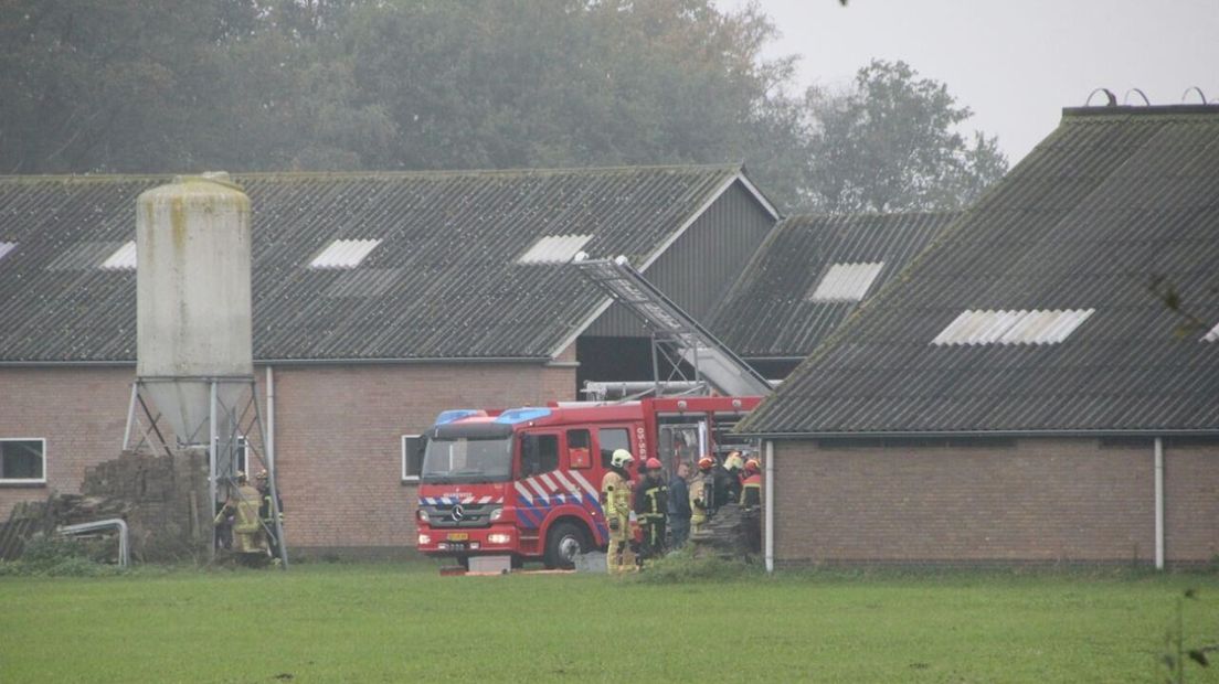 Koeien in mestkelder gevallen