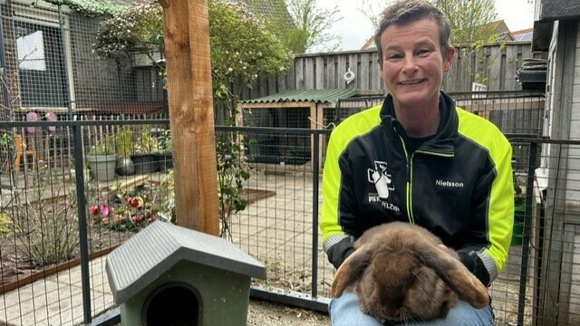 Konijnenopvang in achtertuin van Samantha groeit door dumpingen: 'Een konijn is geen cadeau'
