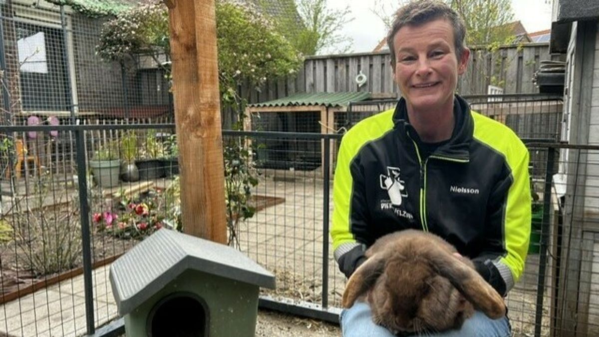 Konijnenopvang in achtertuin van Samantha groeit door dumpingen: 'Een konijn is geen cadeau'