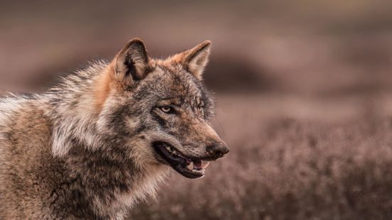 Provincie krijgt probleemwolf niet afgeschoten: vergunning verloopt bijna