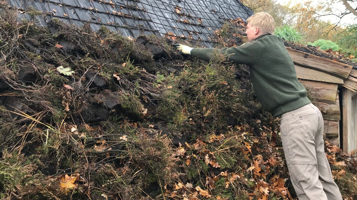 Dak van plaggenhut op het Mantingerveld hersteld