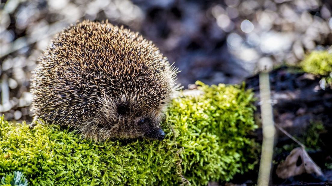 De kans dat je een egel ziet, is het grootst in september