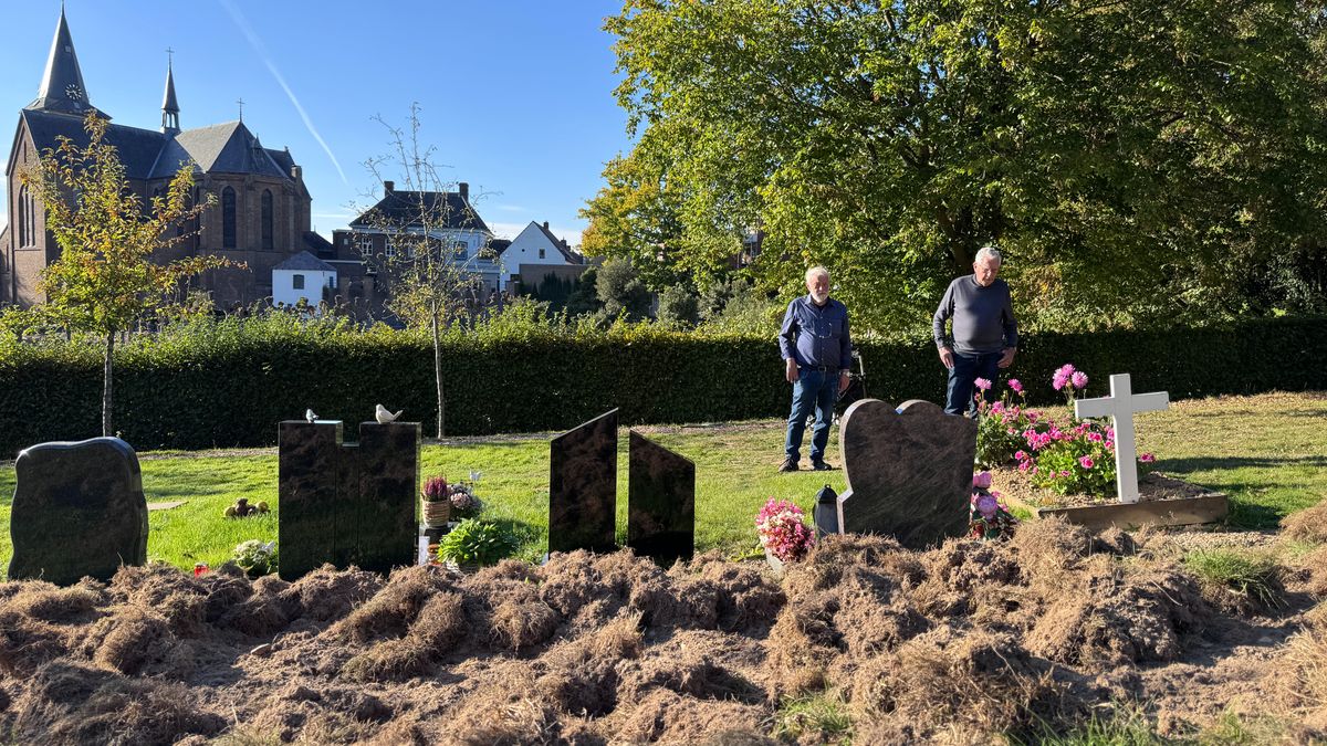 Wilde zwijnen woelen grafstenen om op begraafplaats in Schinnen: 'Het lijkt wel een slagveld'