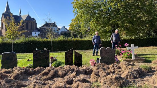 Wilde zwijnen woelen grafstenen om op begraafplaats in Schinnen: 'Het lijkt wel een slagveld' Home