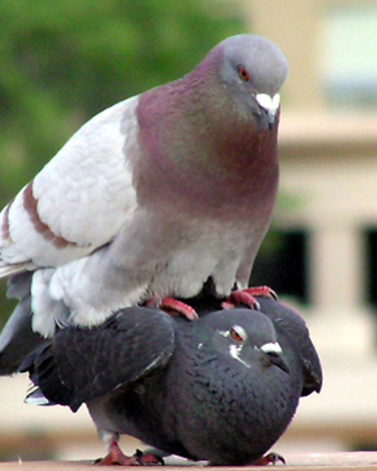 Schijf van vijf voor stadsvogels - Rijnmond