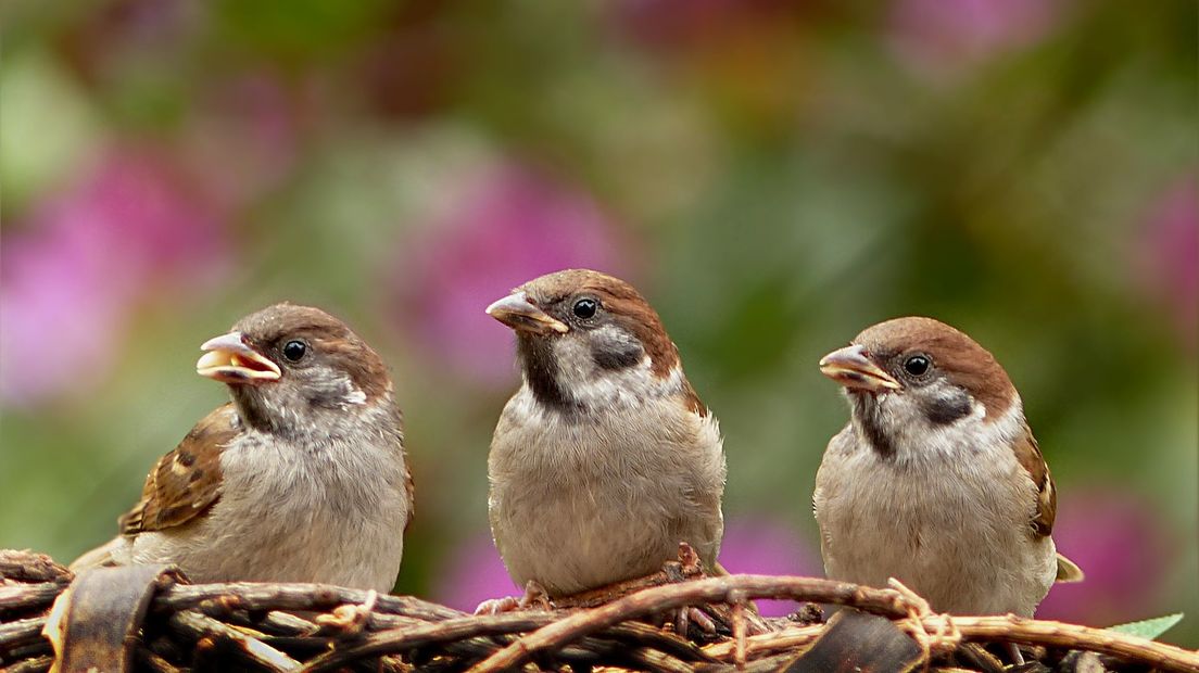 Zaterdag kun je genieten van  een gevederd ochtendorkest in Peize (Rechten: Pixabay.com)