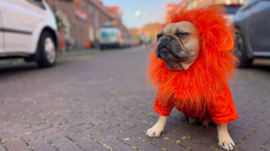 Als je in een Oranjestraat woont draagt alles en iedereen oranje