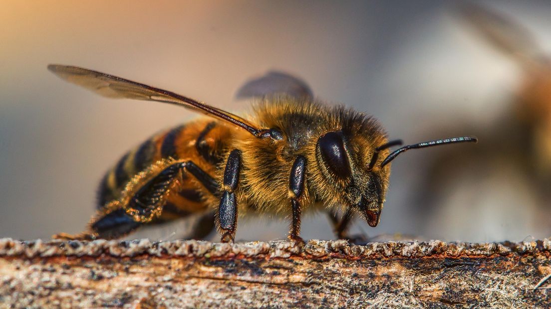 De bijen hebben het moeilijk (Rechten: pixabay.com)