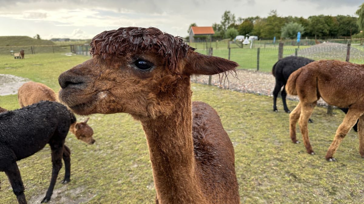 Bijna alle alpaca's in Aagtekerke besmet met schurft: verblijven worden grondig schoongemaakt als la