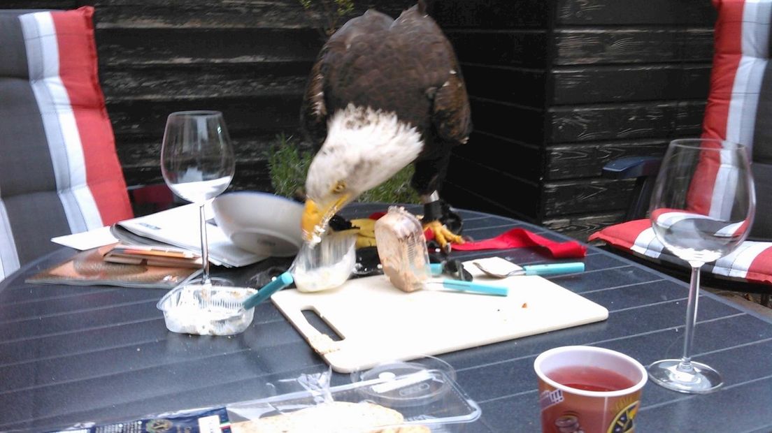 Zeearend Harly op tuintafel