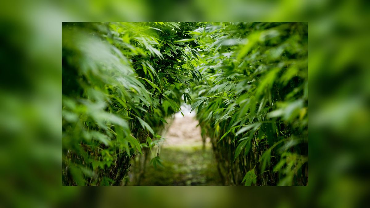 Celstraf en geldboete voor drugshandelaar