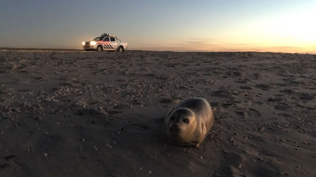 Zeehond op het strand bij Monster