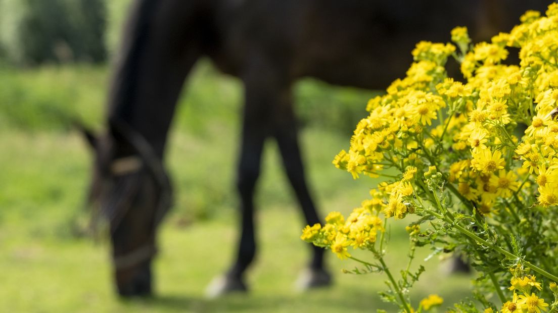 Jacobskruiskruid is in gedroogde vorm giftig voor paarden, koeien en schapen