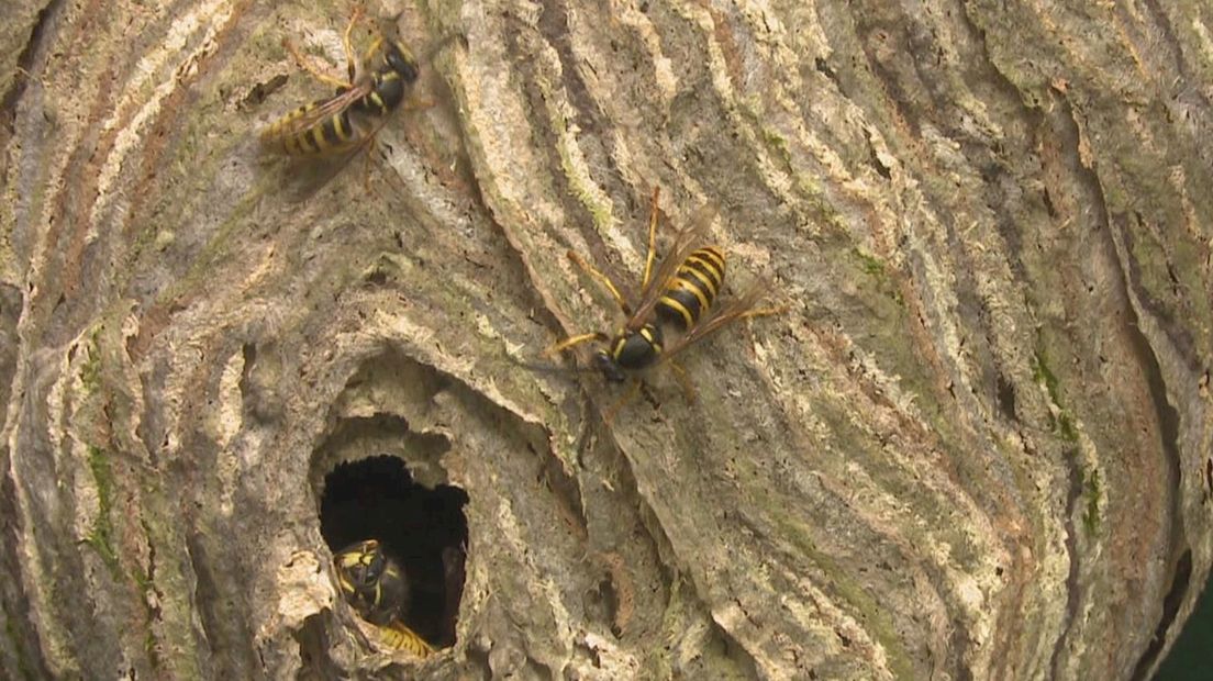Wespenbestrijders verwachten drukke zomer