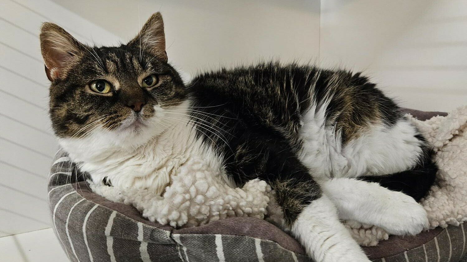 Asielpoes Rosa ademt 'door een rietje': crowdfunding nodig voor operatie