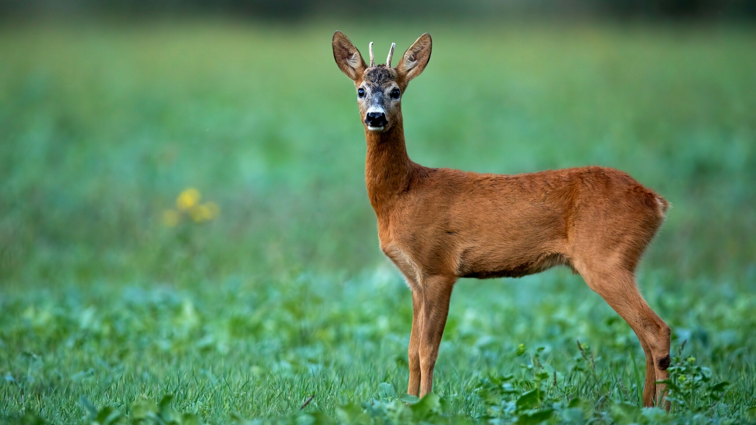 Een reetje in de vroege ochtend