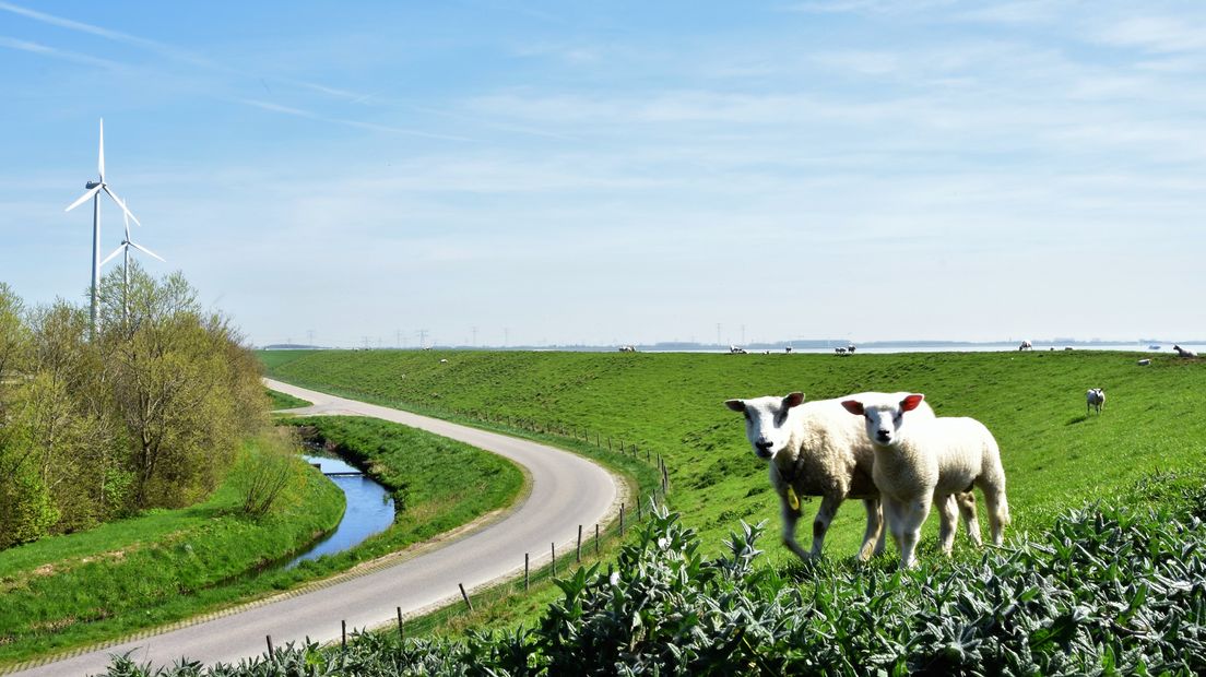 Schapen in de stralende zon op de dijk bij 's Gravenpolder