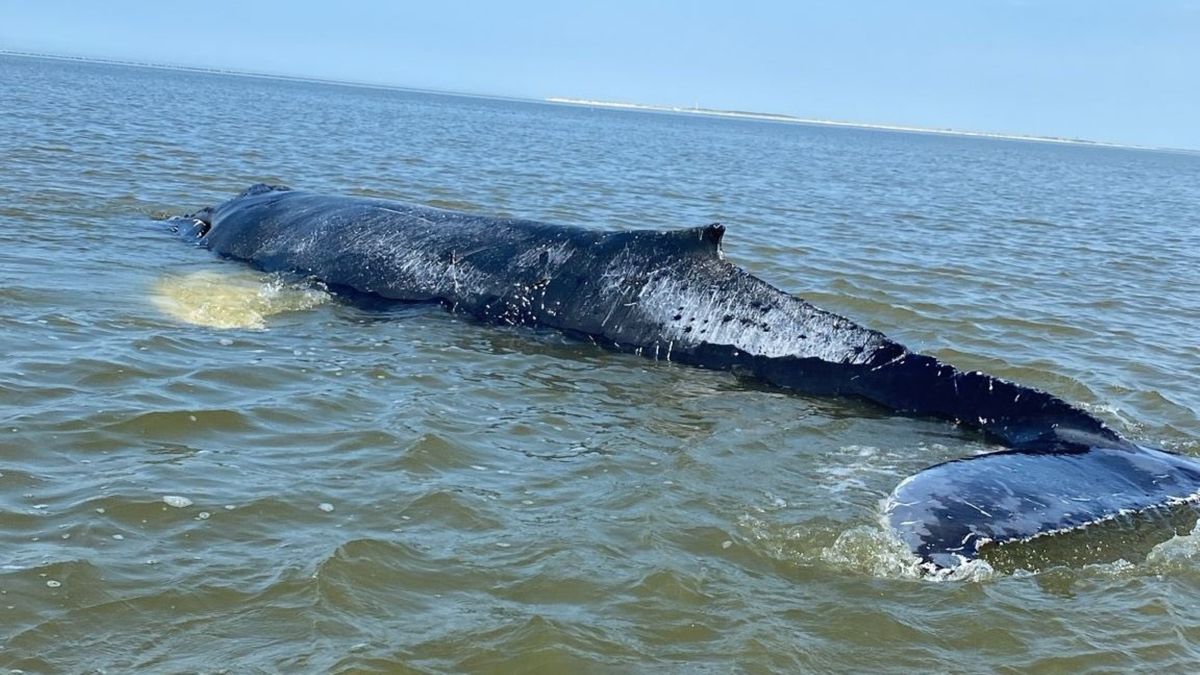 Jonge bultrug zwemt na stranding in de Waddenzee weer in de Noordzee