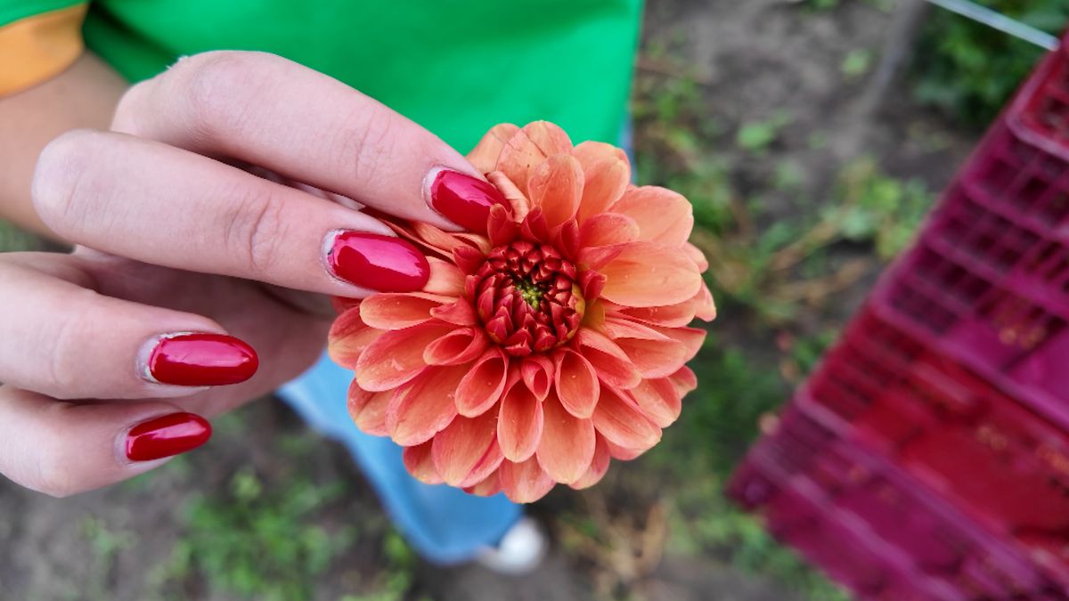 Waarom ze in Sint Jansklooster dahlia's in de betonmolen moeten doen