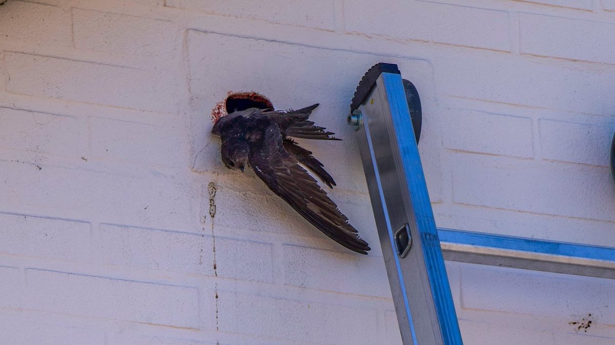 Zwaluw in Wolvega bevrijd uit benarde situatie - Omrop Fryslân