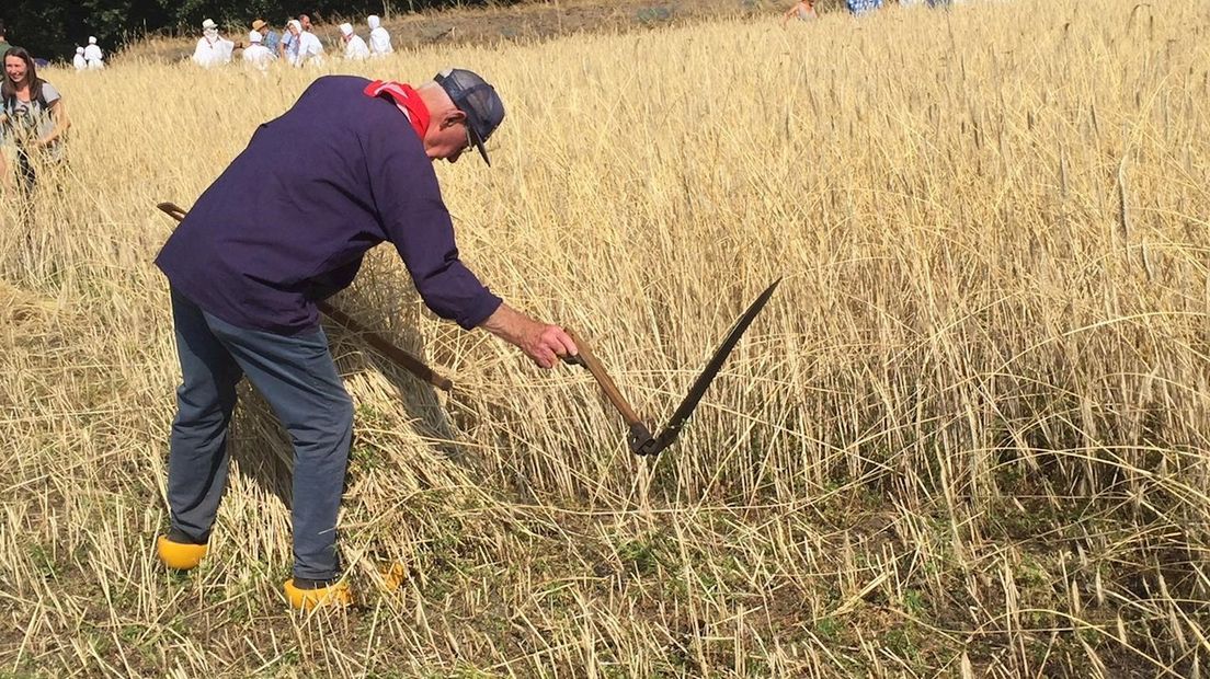 Rogge wordt met de hand gemaaid